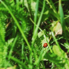Fresh green grass with dandelion and ladybug