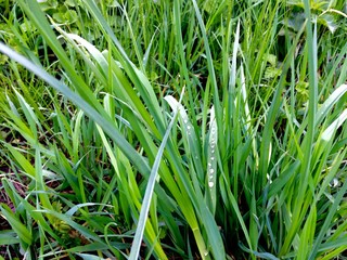 Fresh green grass