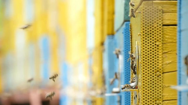 Splendid closeup shot of laborious bees entering the hive hole and bringing honey to their honeycombs. They look busy, funny and shaggy, while moving on a metal mounting in a sunny day in summer