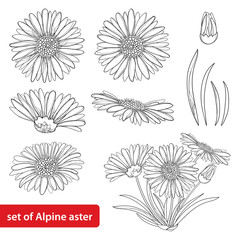 Vector set with outline open Alpine aster flower, bud and leaf isolated on white background. Ornamental Alpine mountain flowers in contour style for summer design and coloring book. - obrazy, fototapety, plakaty