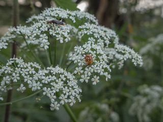 bug on a leaf in the grass