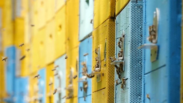 Marvelous closeup shot of laborious bees entering the hive hole and bringing honey to their honeycombs. They look busy, funny and shaggy, in a sunny day in summer
