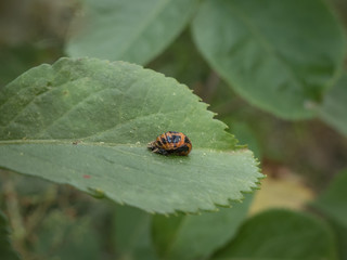 bug on a leaf in the grass