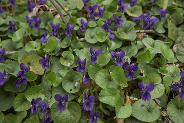 viola odorota 