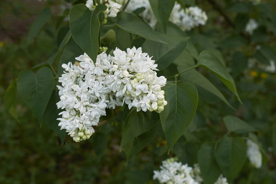 Syringa vulgaris madame Lemoine