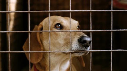 Homeless dogs. Muzzle of dachshund behind the bars of an animal shelter. HD