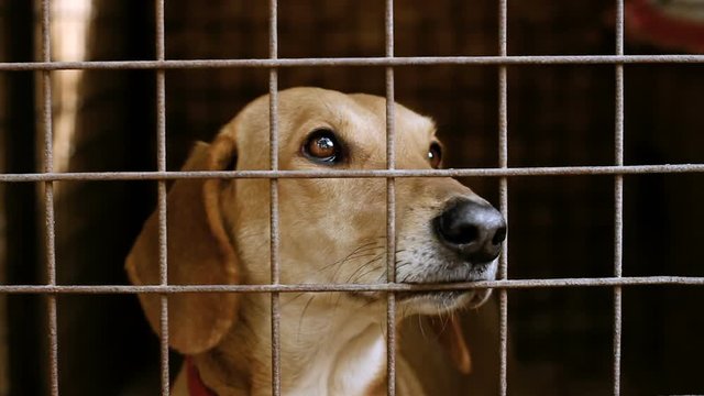Homeless dogs. Muzzle of dachshund behind the bars of an animal shelter. HD