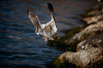 Obraz premium Seagull