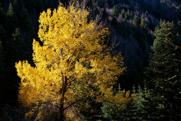 Yellow Tree