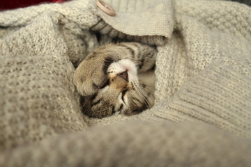 The cat sleeps upside down, covered over the head