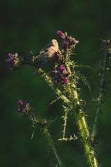 Greenfinch eating thistle flower in Seaton Wetlands, Devon