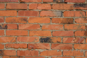 Задний фон - стена кирпичного здания.