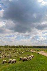 Obraz premium Pastoral scenery with herd of sheep and goats along river bank, in Eastern Europe, in spring