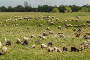 Fototapeta premium Pastoral scenery with herd of sheep and goats along river bank, in Eastern Europe, in spring
