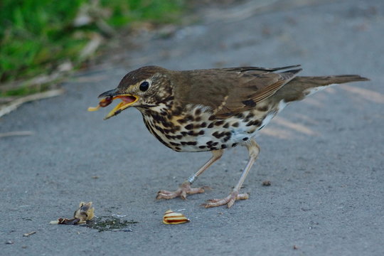 Song Thrush Eating Snail In Seaton Wetlands, Devon