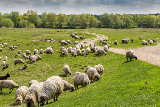 Pastoral scenery with herd of sheep and goats along river bank, in Eastern Europe, in spring