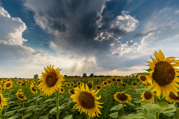Sunflower field in rural area, under storm clouds, in summer