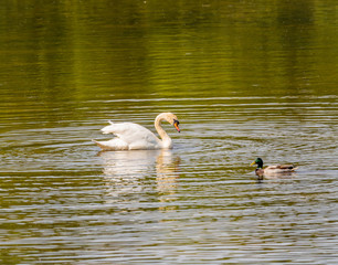 White swan enjoying the spring weather on water at Mere Sands Wood, Lancashire, UK
