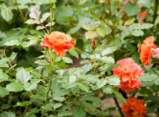 Beautiful rose in garden