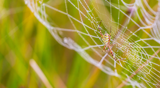 Wasp spider, Argiope, spider web covered by water droplets and morning dew