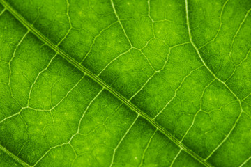 Naklejka na ściany i meble green leaf, macro, zoom