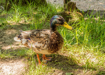 Male mallard duck taking some shade from the hot sun at Wayoh Reservoir, Bolton, Gtr Manchester, UK