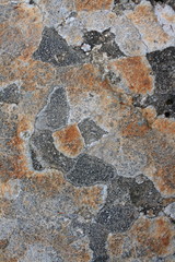 Lichen gris et orange