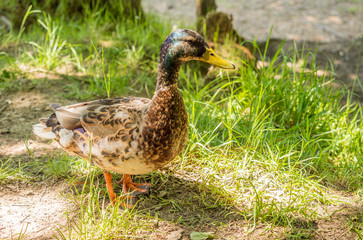 Male mallard duck taking some shade from the hot sun at Wayoh Reservoir, Bolton, Gtr Manchester, UK