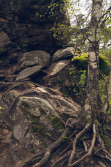 roots of  birch on  stone