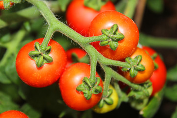 ripe tomato plant