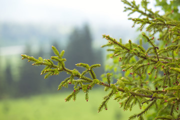 Young cones on  fir branch