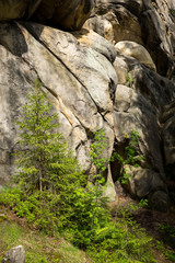 Fototapeta premium Small coniferous tree near wall of cliff