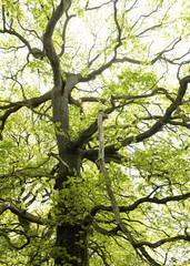 Fototapeta premium Bäume und wilde Natur