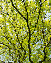Bäume und wilde Natur