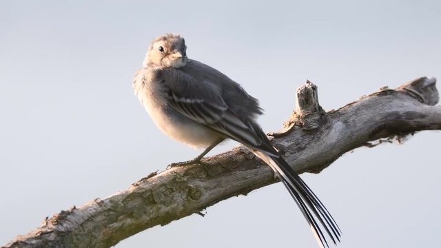 White wagtail juvenile bird (Motacilla alba) sitting on a branch and polishing its feathers.