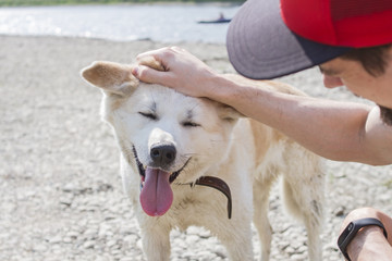 Funny dog Japanese Akita Inu with his tongue out and the owner hand on his head.