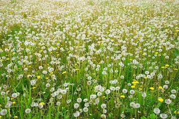 Fototapeta premium Pusteblumen