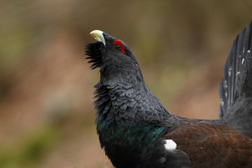 Capercaillie - Mating ritual - Display