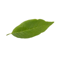 Obraz premium custard apple leaves on a white background