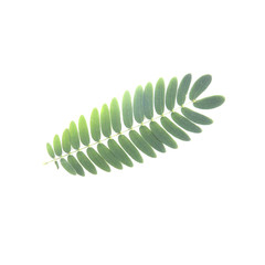  leaves  on a white background
