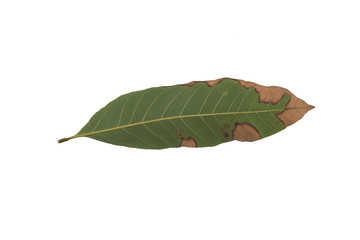 Mango leaves infected on a white background