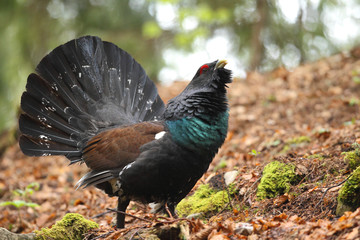 Capercaillie - mating ritual