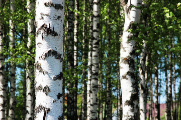 A birch tree trunk on the front with clear bark texture and a birch forest on the background