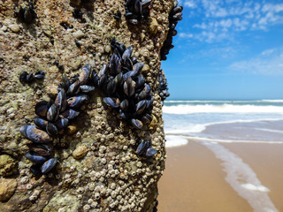 Mussels at Praia do Magoito in Sintra, Portugal