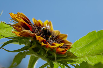 Rotbraune Sonnenblume mit Hummel vor blauem Himmel