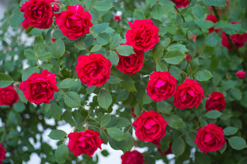 The garden red roses