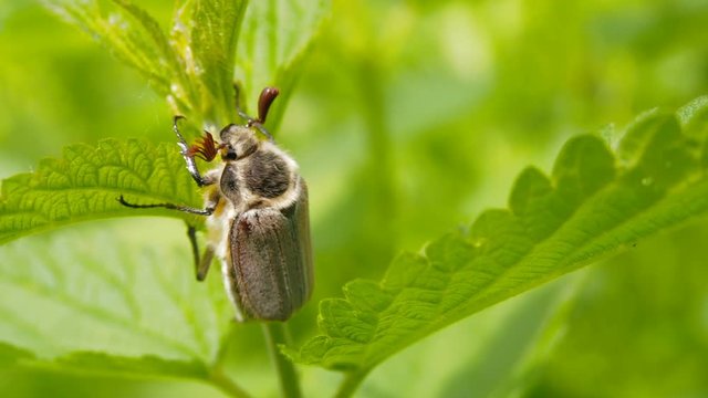 The Maybug sits on the stalk of the nettle. ockchafer