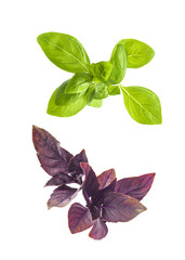 Leaves of red and green basil isolated on white background