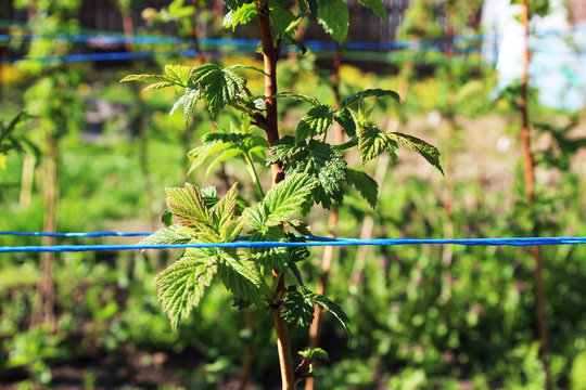 Leaves of a raspberry plant on a farm with ropes to align branches