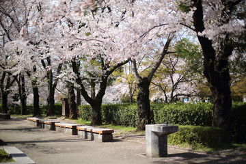 公園の桜